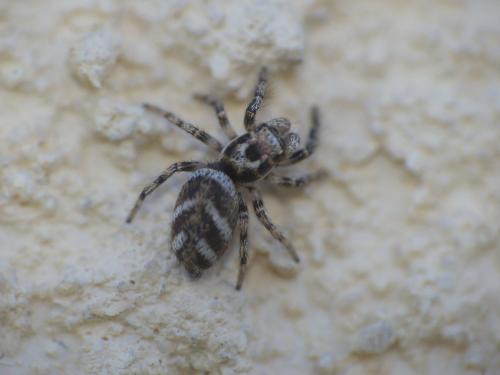 Salticus scenicus